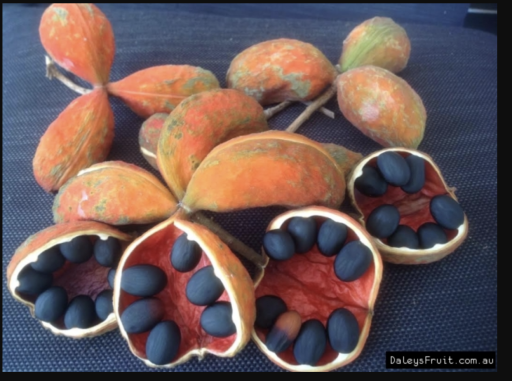 ブッタナッツ ブッタナッツのおすすめ商品とおしゃれな実例 ｜ RoomClip（ルーム